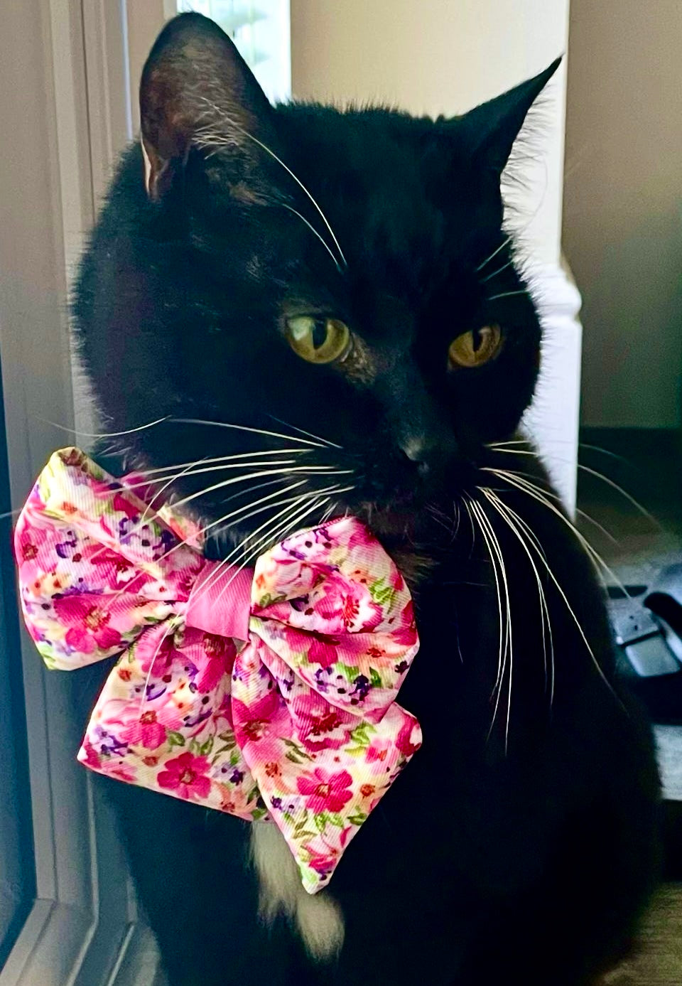 Florentina - Collier pour chat, taille unique