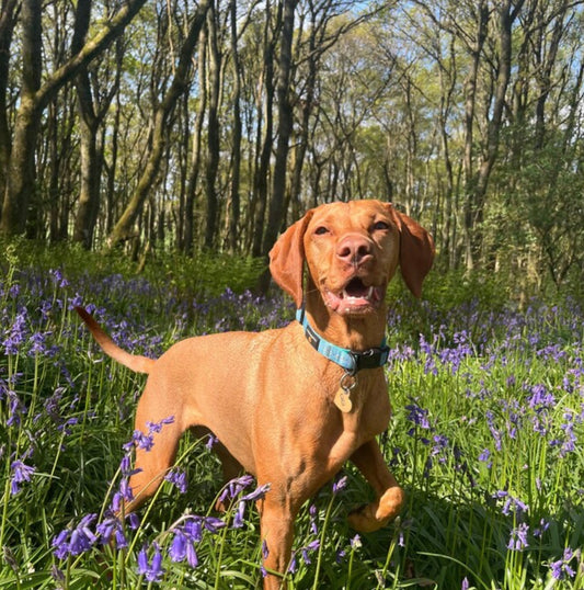 Turquoise Tartan Collar