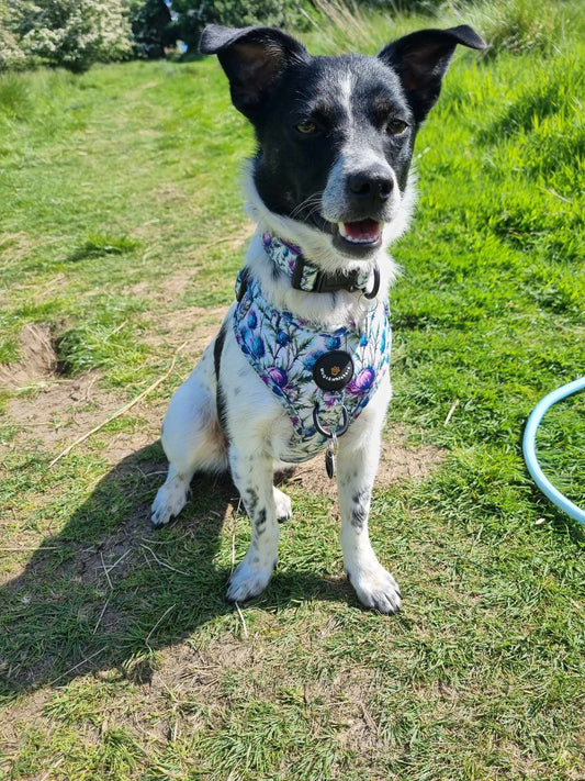 Adjustable Harness Bonnie Thistle