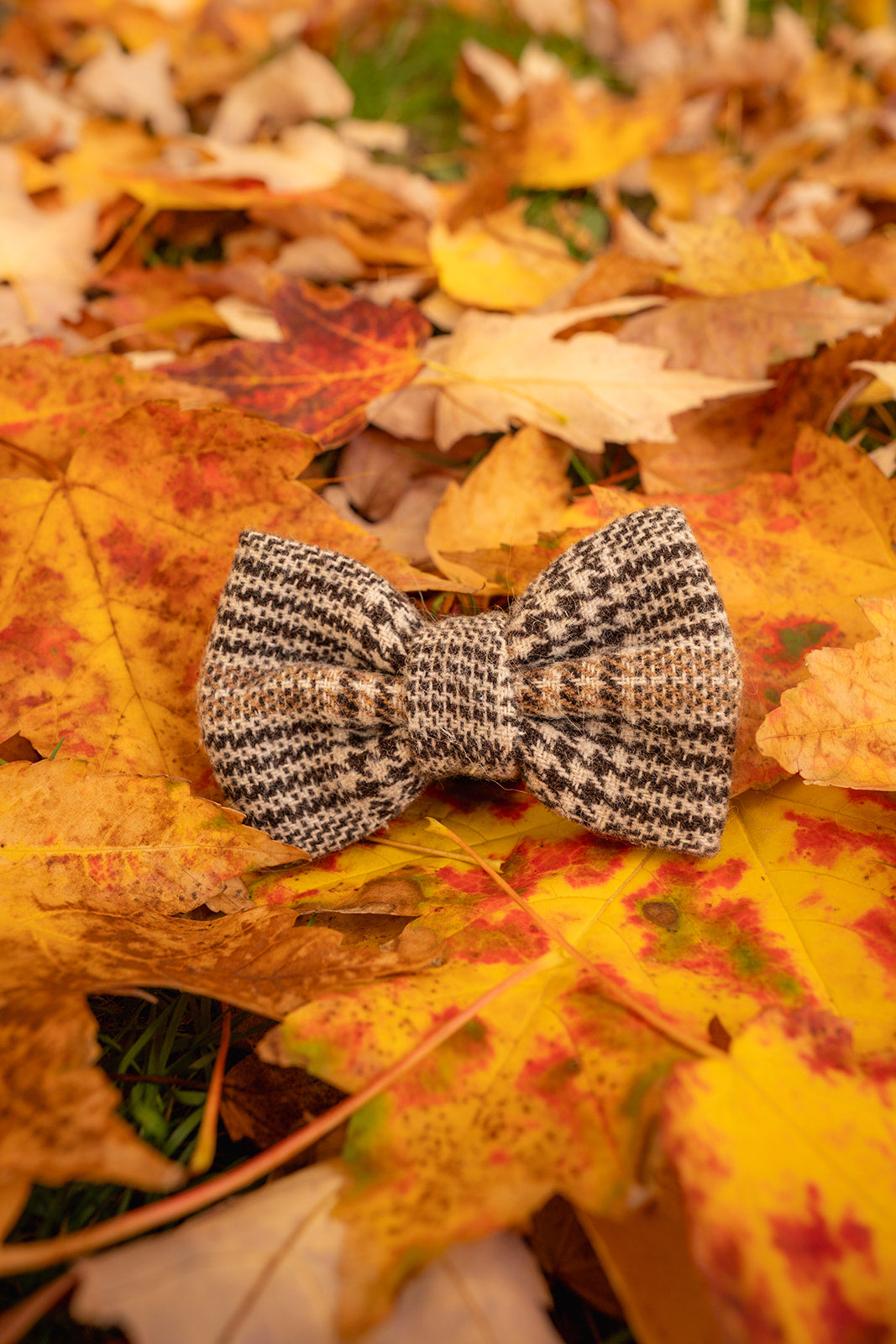 Highlands Bow Tie
