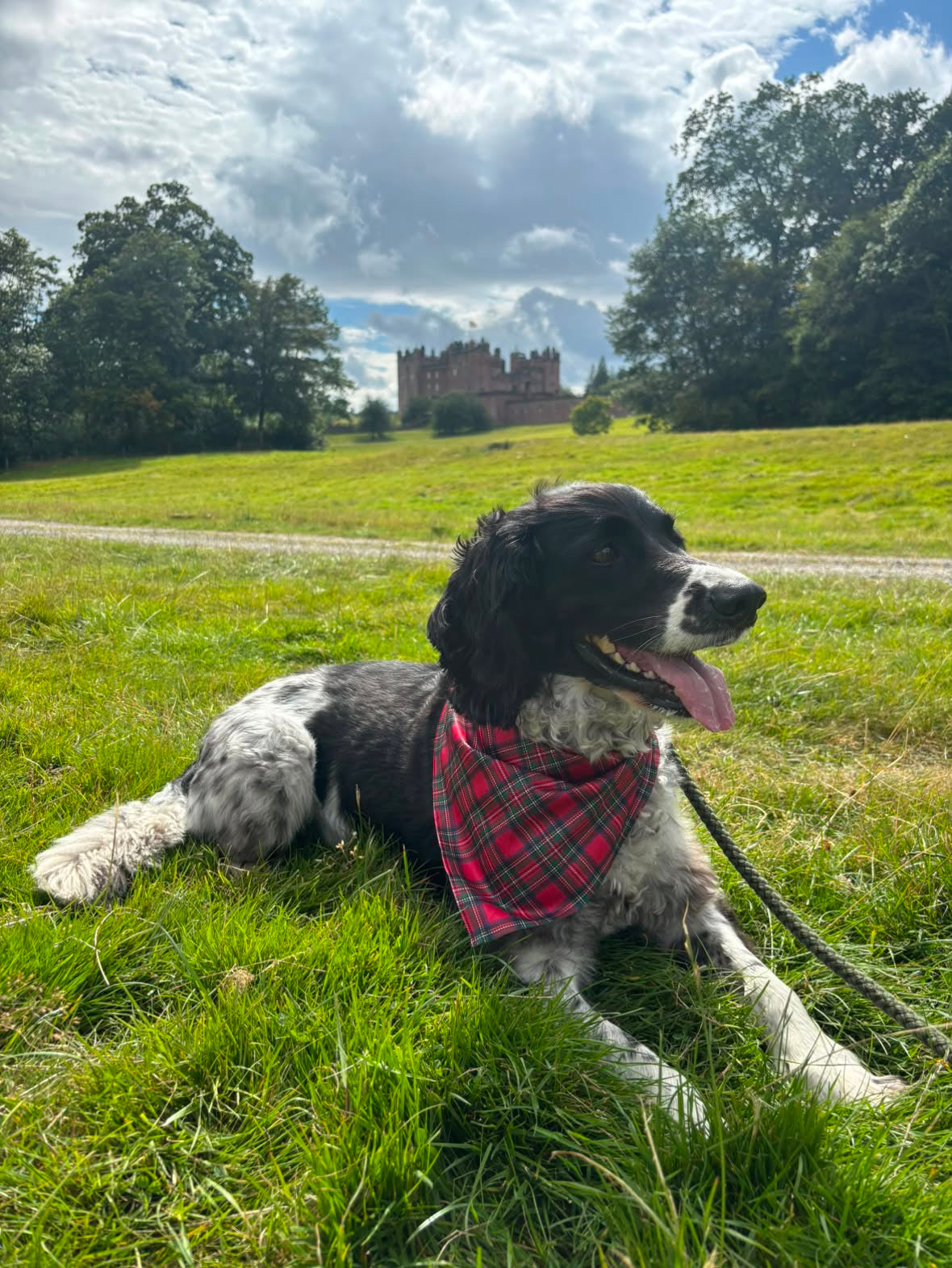 Royal Stewart Tartan Dog Bandana