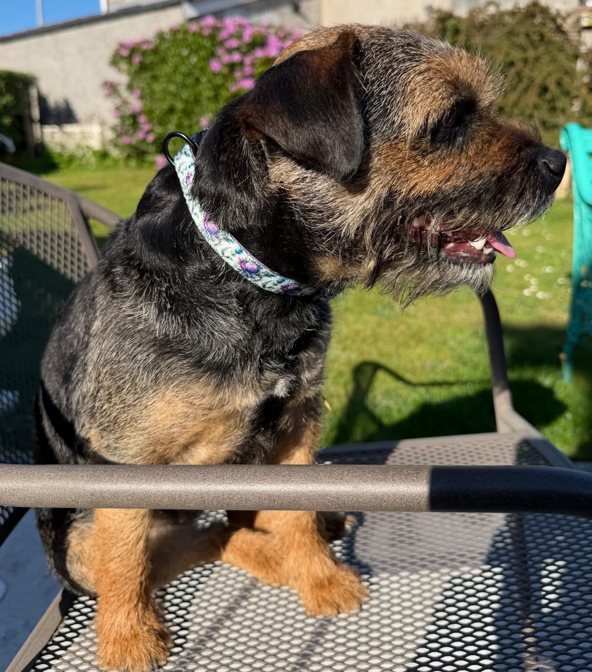 Collar de cardo Bonnie