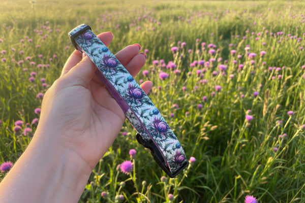 Stunning floral dog collar in a thistle pattern