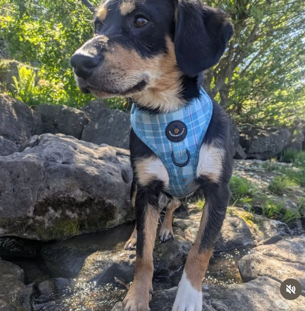 Arran Adventure Harness