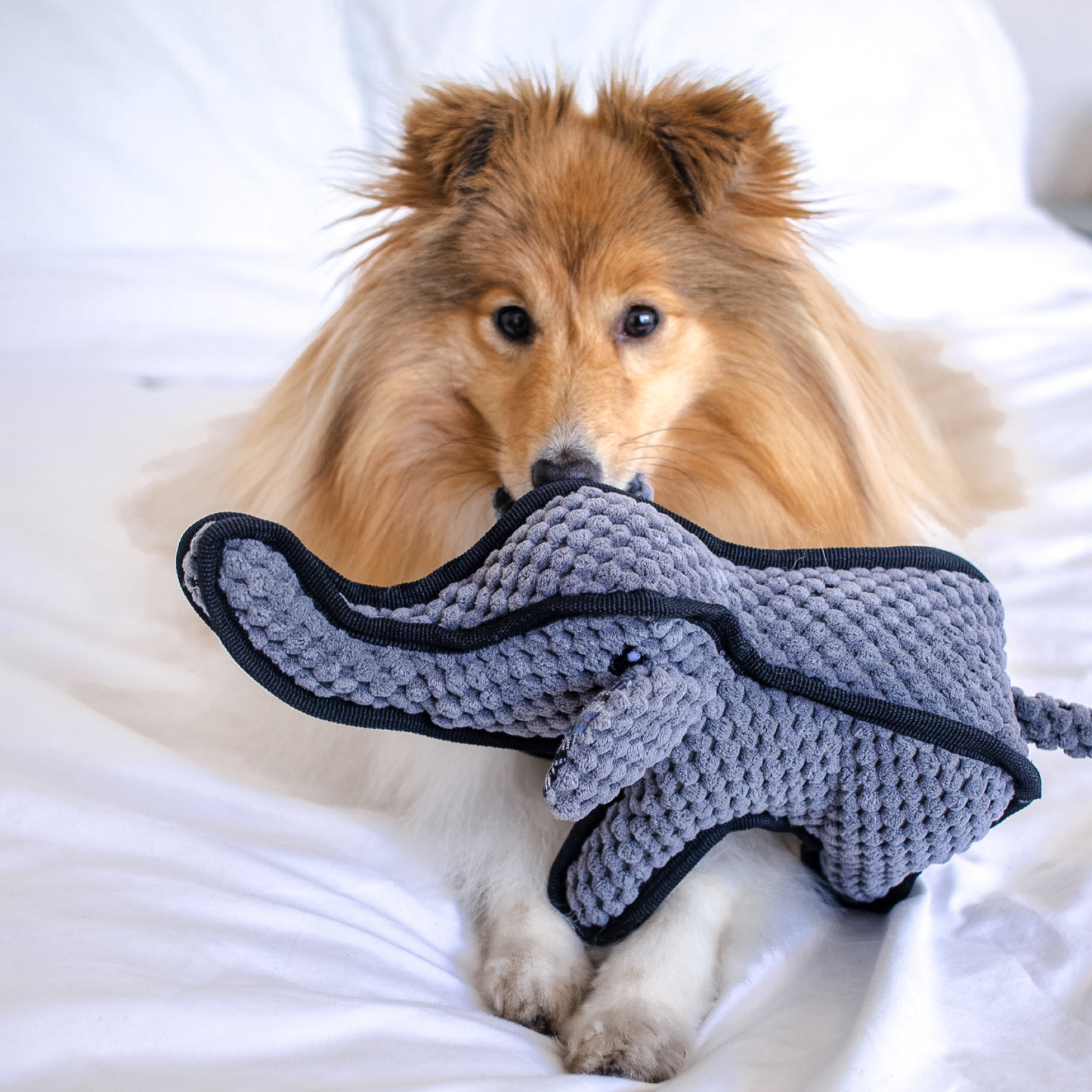 Plush Squeaky ‘Tuffy’ the Elephant Dog Toy