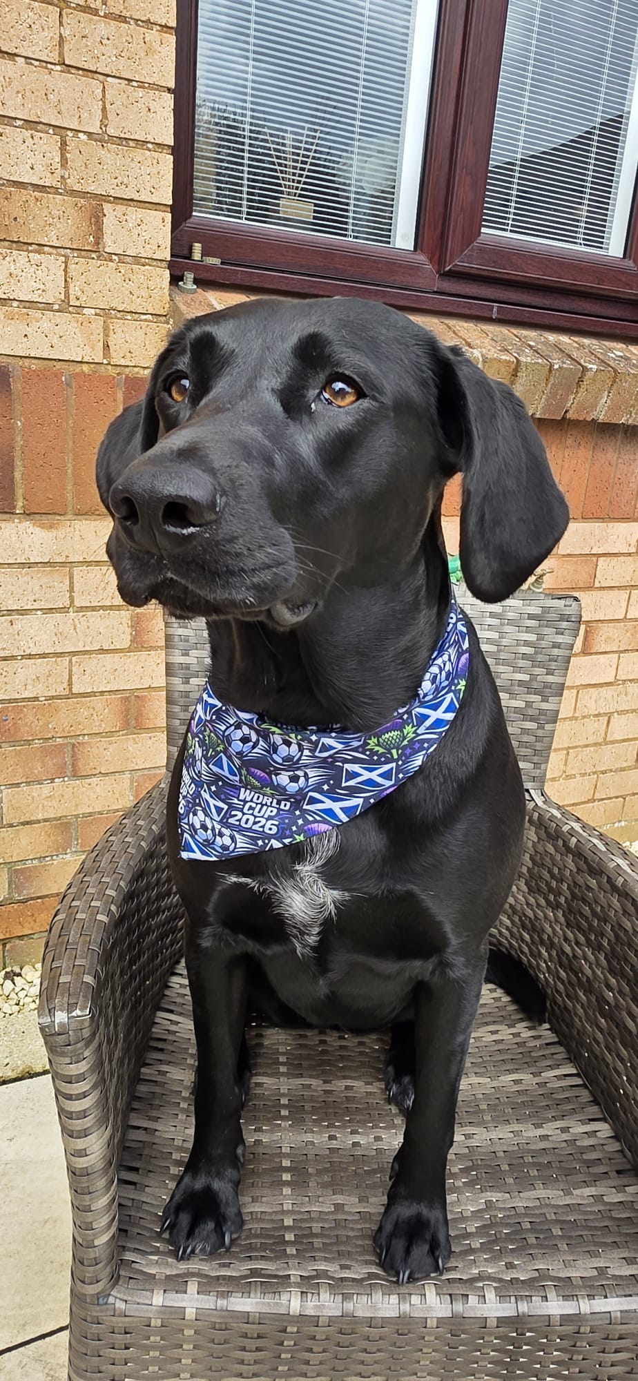 Scotland World Cup Bandana
