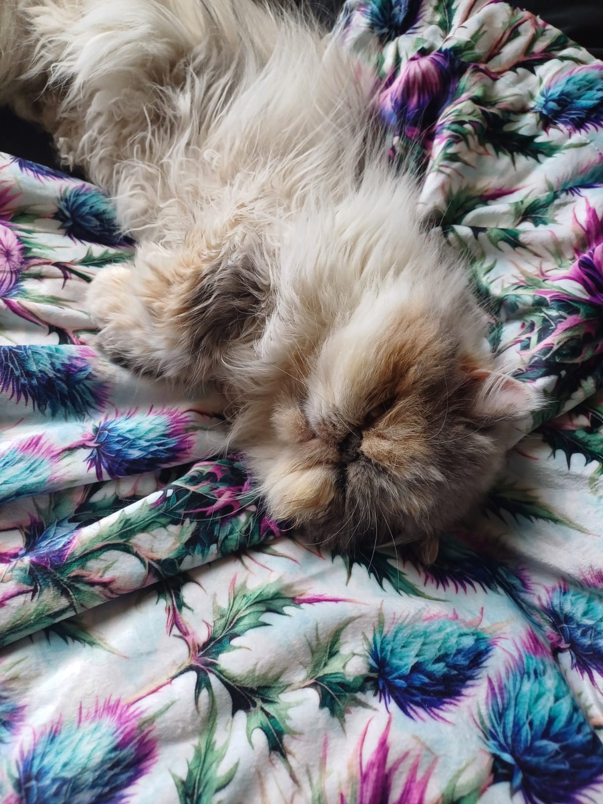 Bonnie Thistle Snuggle Blanket