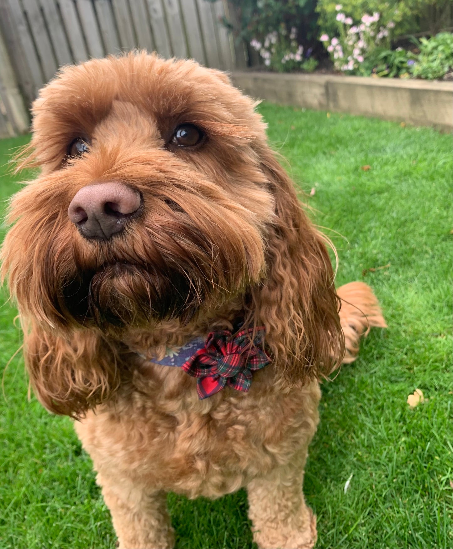 Brown dog with a plaid bow tie standing on grass