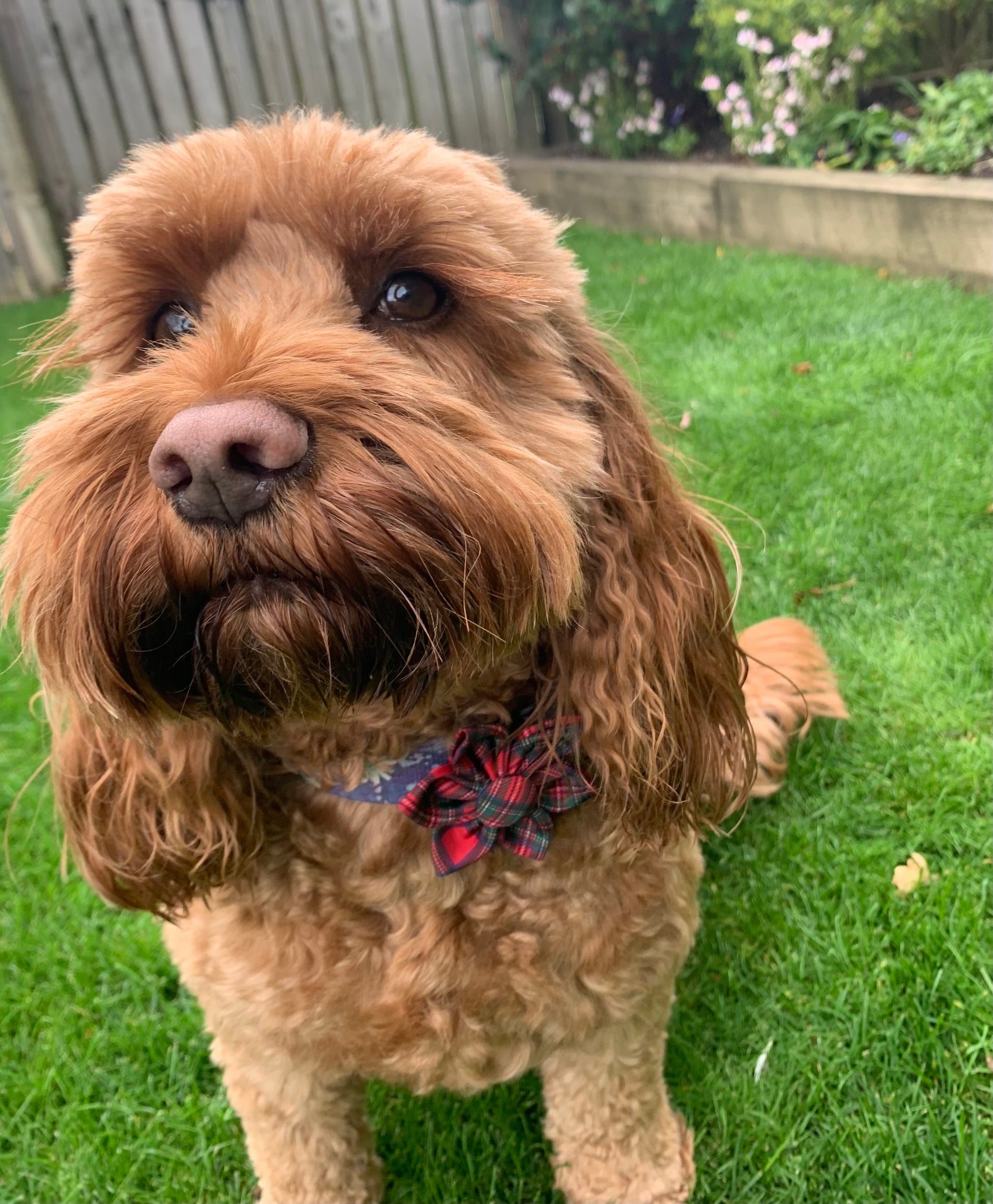 Brown dog with a plaid bow tie standing on grass