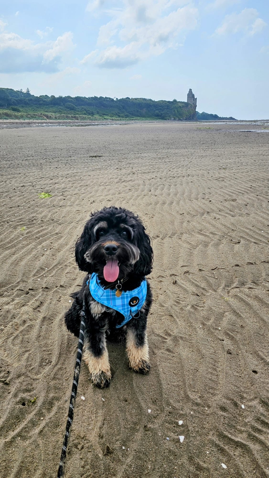 Dog on a leash at a sandy beach with a scenic background