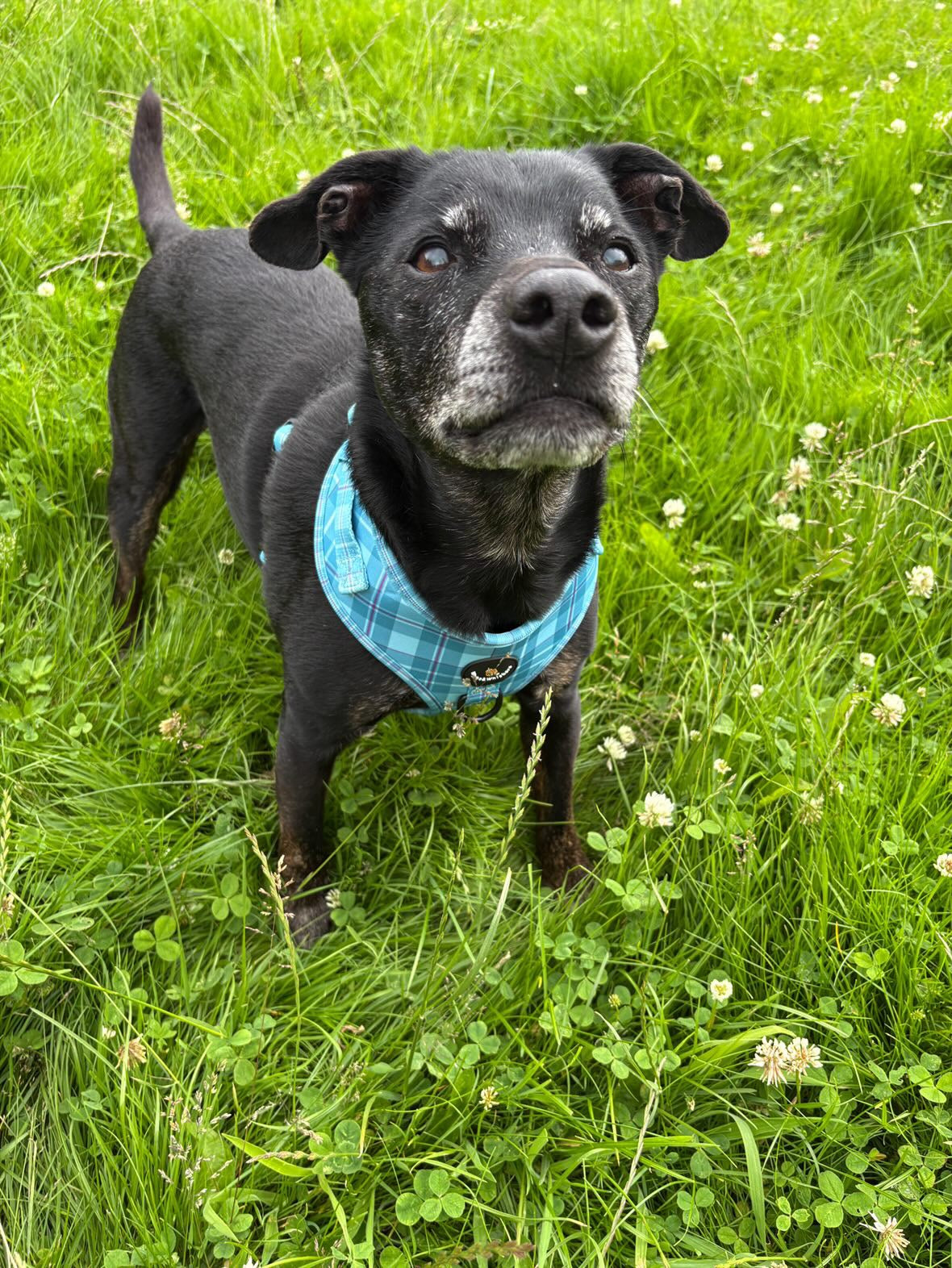 Dog wearing a blue harness standing on grass