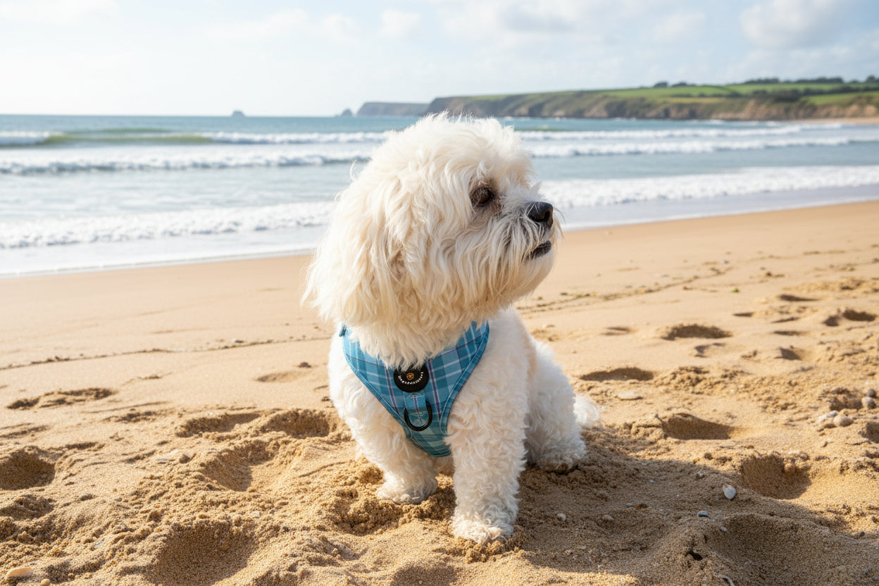 White dog in blue harness standing on beach