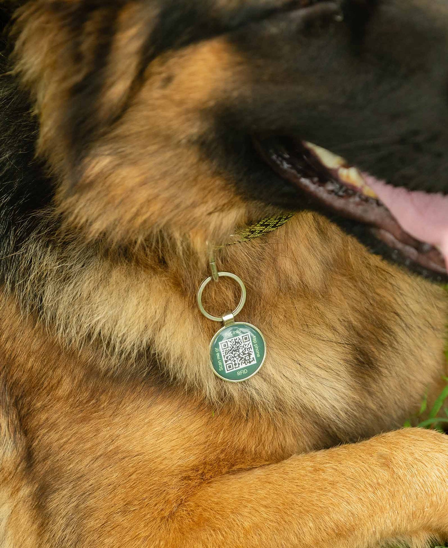 Supernormal QR Lifetime Tracking Pet Tag - Standard